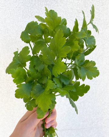 Fresh parsley herbs for gut-healing meat stock